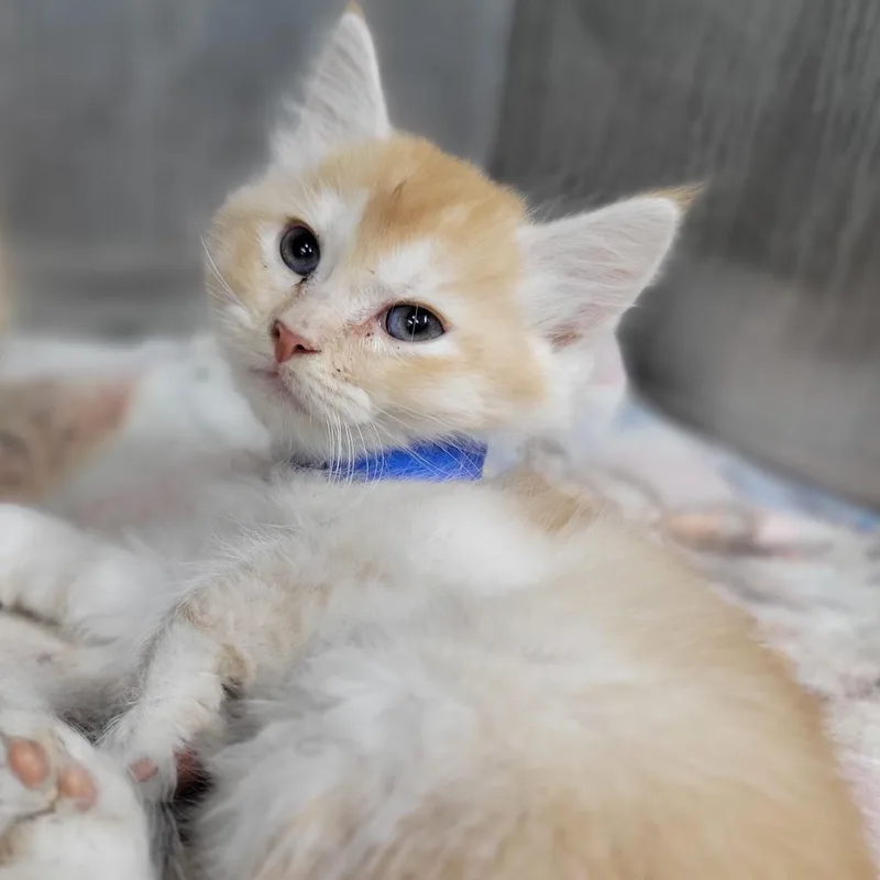A baby small-sized male Orange / Red Domestic Medium Hair cat named Chester for adoption in Montgomery, AL
