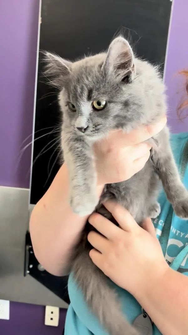 Blueberry thumbnail 2