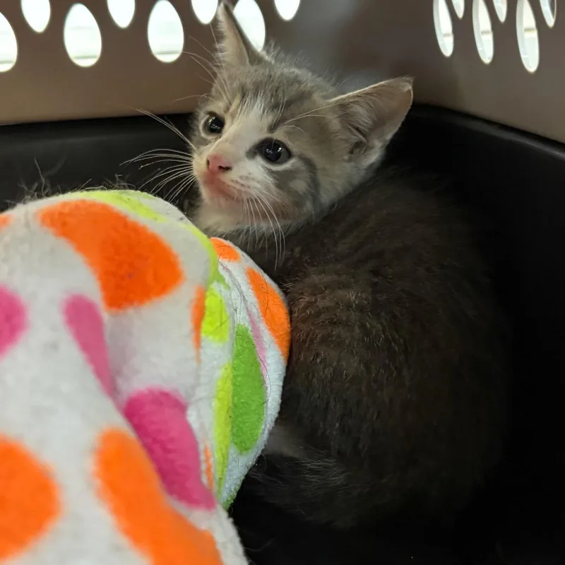 A baby small-sized male Gray / Blue / Silver Domestic Short Hair cat named Kip for adoption in Columbus, GA