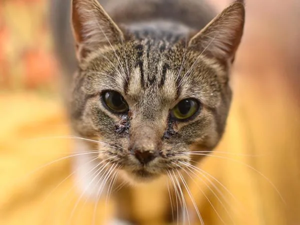 A young medium-sized female Domestic Short Hair cat named Mitzi for adoption in Portland, OR