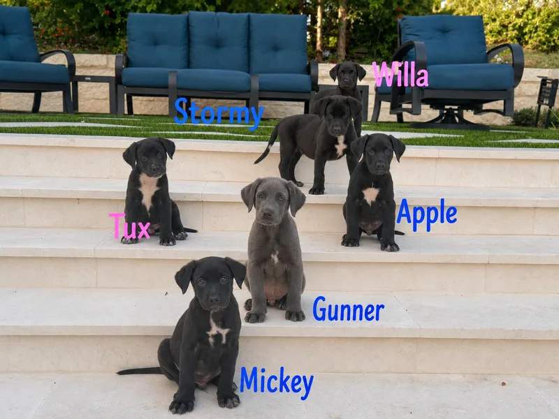 Lab mix Puppies thumbnail 5