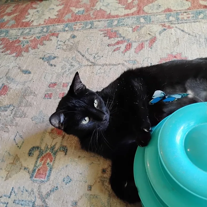 An adult medium-sized female Black Domestic Short Hair cat named Sabrina for adoption in Fort Lupton, CO