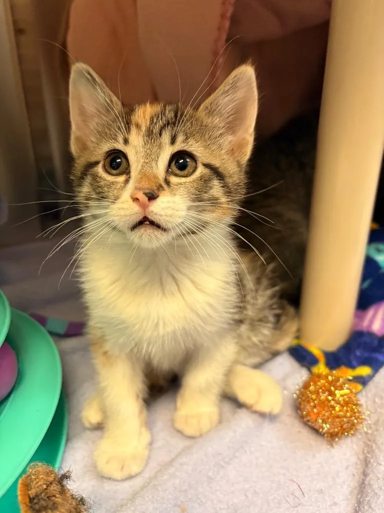 A baby small-sized female Domestic Short Hair cat named Kourtney for adoption in Detroit, MI