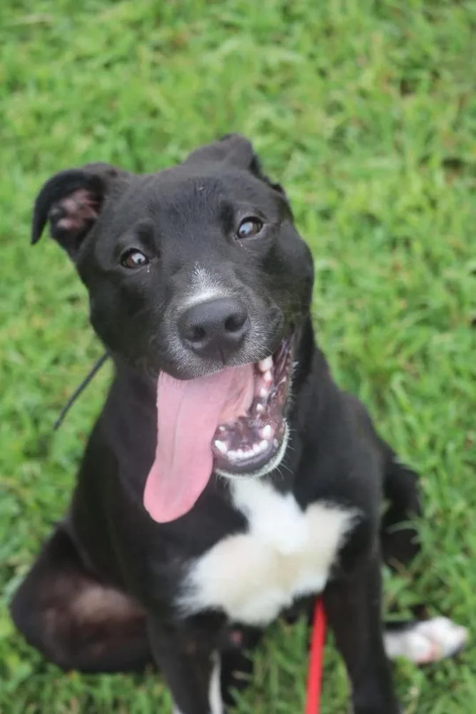 A young medium-sized male Tricolor (Brown, Black, & White) Labrador Retriever dog named Jake for adoption in Statesville, NC