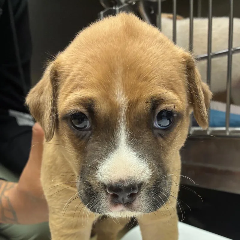 A baby small-sized male Brown / Chocolate Labrador Retriever dog named Pugsly for adoption in Corpus Christi, TX