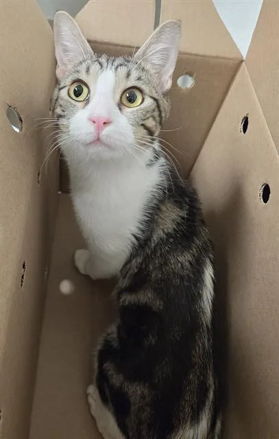 A young medium-sized male Domestic Short Hair cat named Matt for adoption in Bakersfield, CA