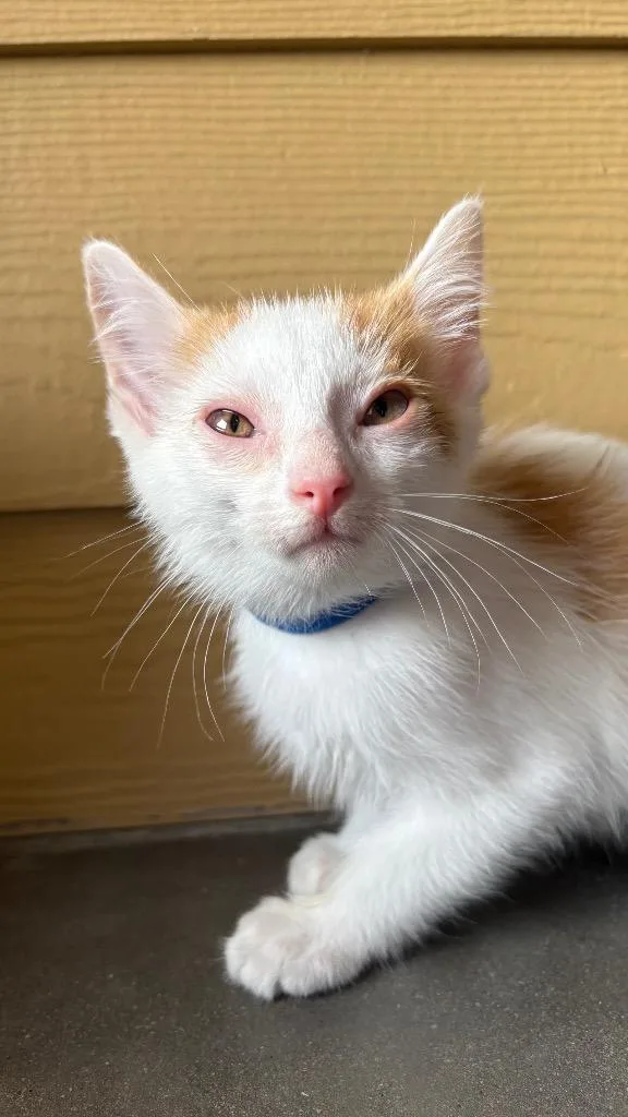 A baby small-sized male Domestic Short Hair cat named Typhoon for adoption in Clarksville, TN