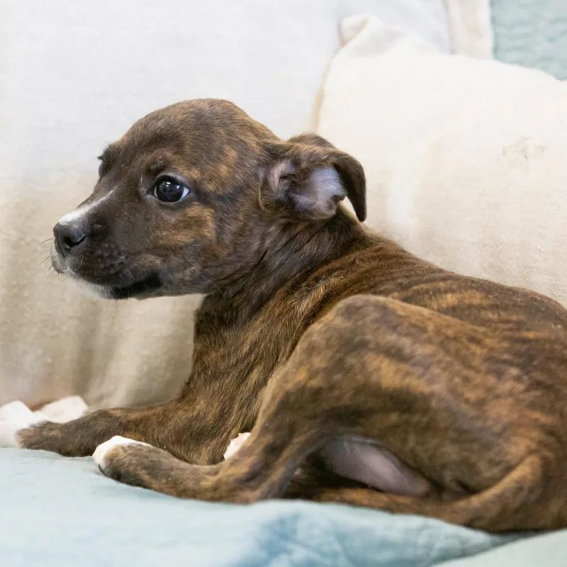 A baby small-sized male Brindle Mixed Breed dog named Shock for adoption in Cartersville, GA