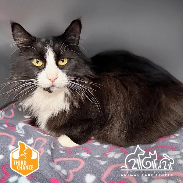 An adult small-sized female Domestic Medium Hair cat named Bianca for adoption in Irvine, CA
