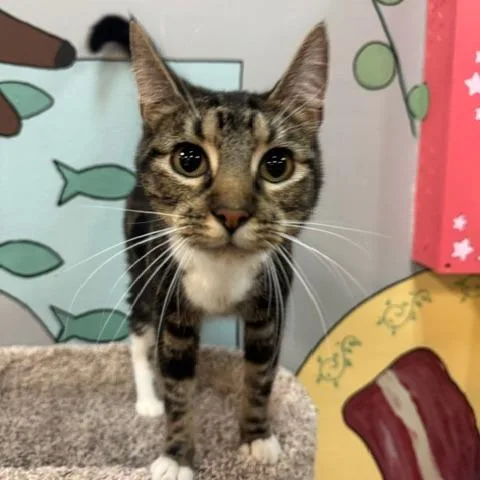 A young small-sized female Calico Domestic Short Hair cat named Indy for adoption in Shawnee, KS