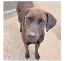 An adult medium-sized female Black Labrador Retriever dog named Sierra for adoption in Aurora, CO