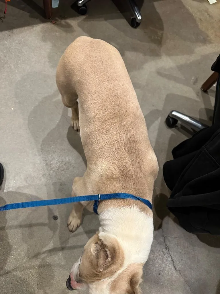 An adult medium-sized male Pit Bull Terrier dog named Kilo for adoption in Douglasville, GA