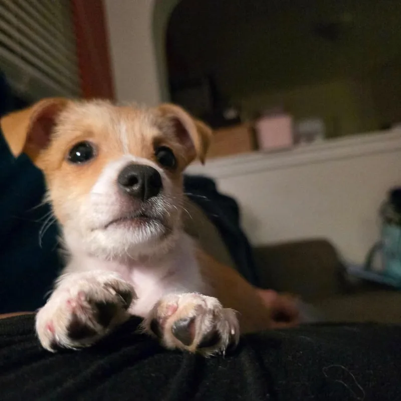 Pippa Nr thumbnail 3