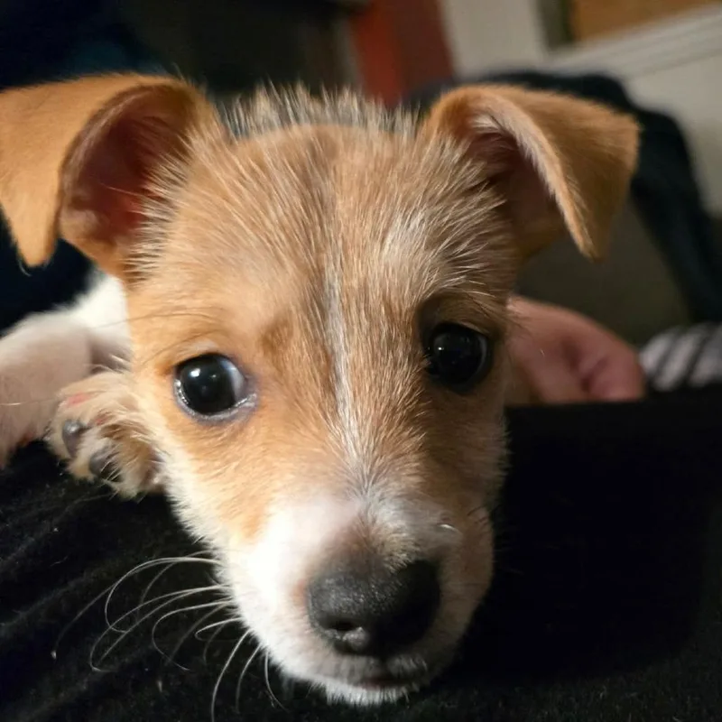 Pippa Nr thumbnail 4