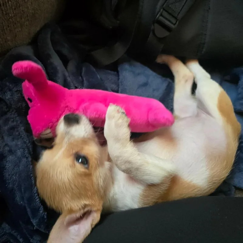 Pippa Nr thumbnail 5