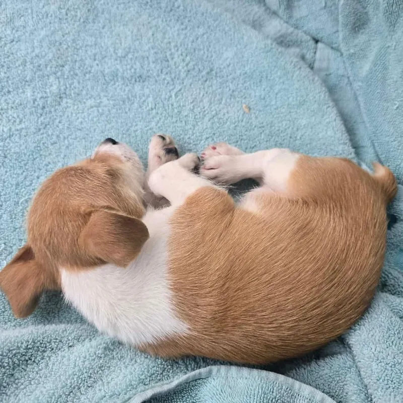 Pippa Nr thumbnail 6