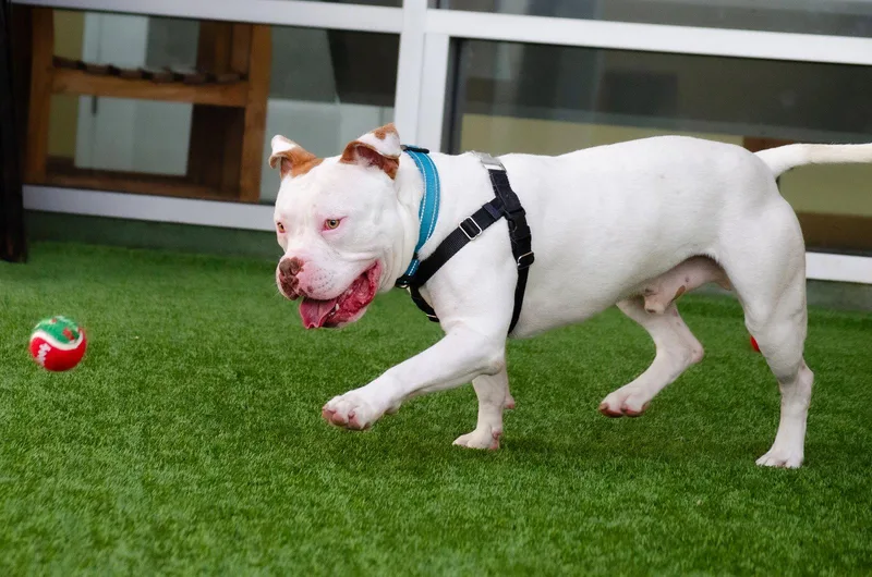An adult large-sized male Pit Bull Terrier dog named Miklo for adoption in Burlingame, CA
