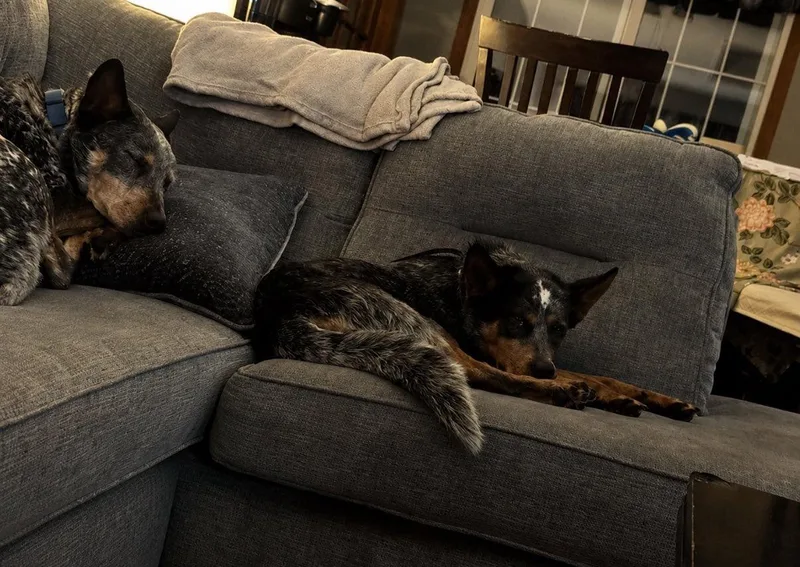A young medium-sized female Gray / Blue / Silver Australian Cattle Dog / Blue Heeler dog named Bluey Girl for adoption in Moyock, NC