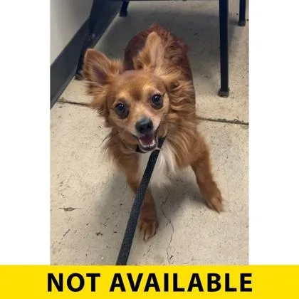 An adult small-sized male Mixed Breed dog named Supermarket for adoption in Eugene, OR