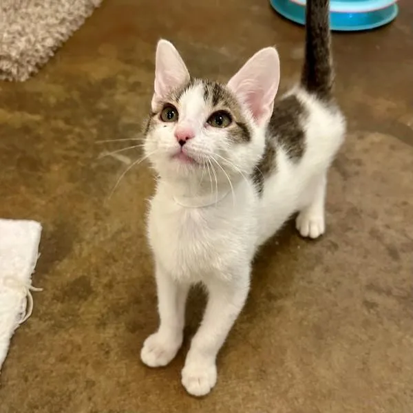 A baby small-sized male Domestic Short Hair cat named Dash for adoption in Walnut Creek, CA
