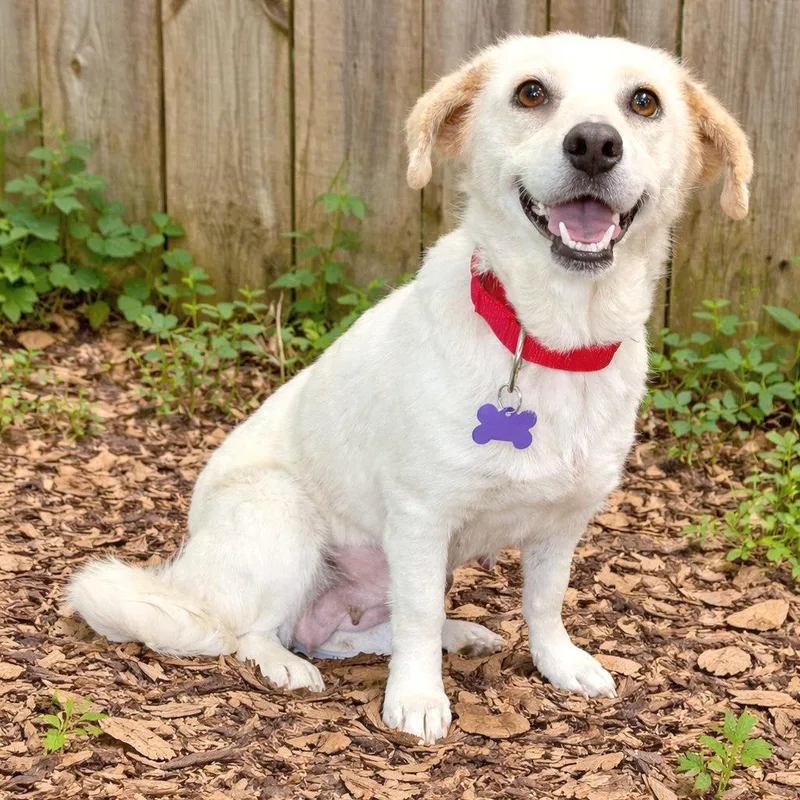 An adult small-sized female White / Cream Yellow Labrador Retriever dog named Mary Kate for adoption in Boerne, TX