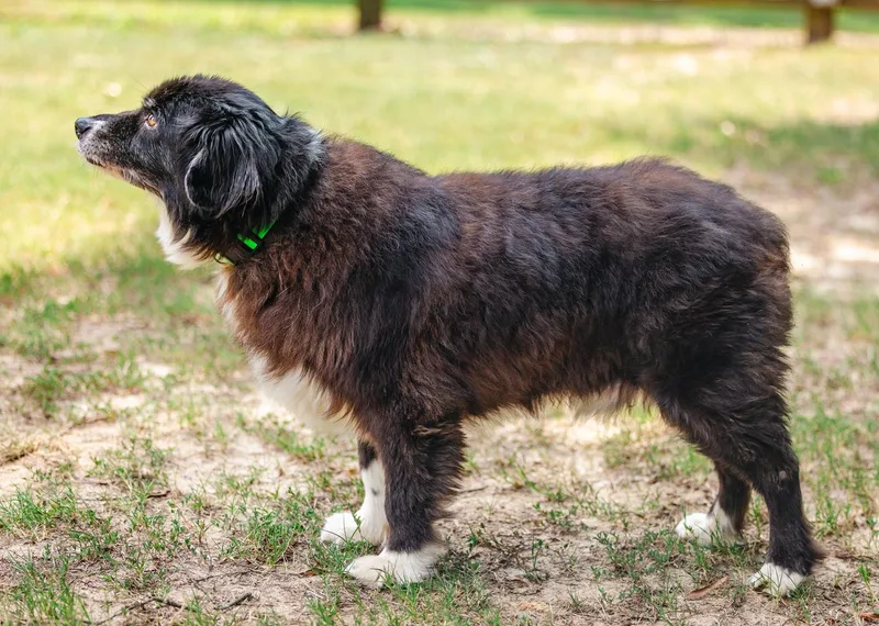 A senior medium-sized male Australian Shepherd dog named Jack for adoption in Alexandria, VA