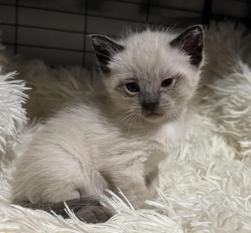 A baby medium-sized male Seal Point Domestic Short Hair cat named Freddie for adoption in Port Washington, WI