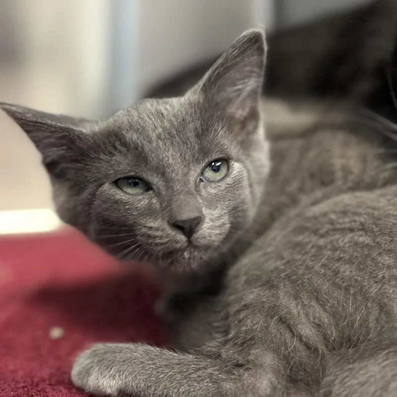 A baby small-sized male Gray / Blue / Silver Domestic Short Hair cat named Cat Pear for adoption in Washington Township, OH