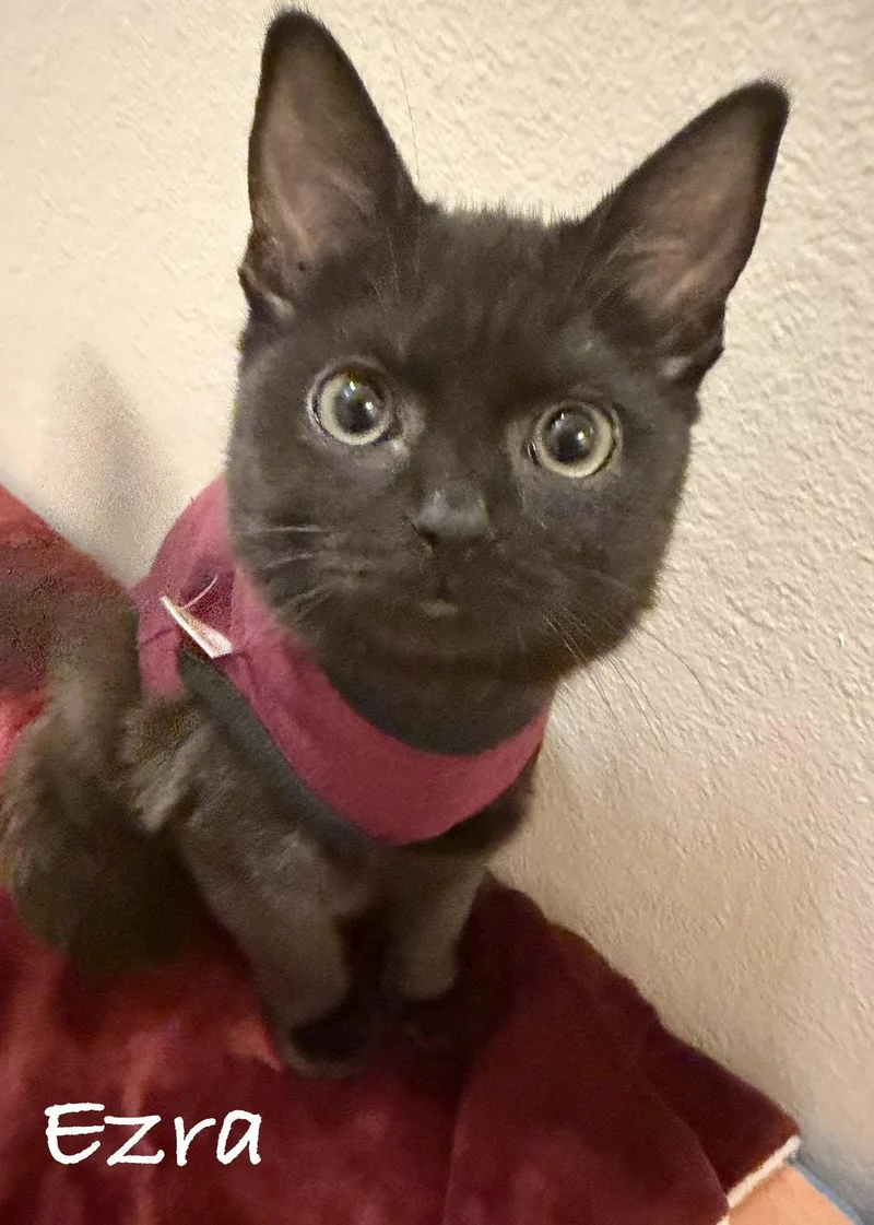A baby medium-sized female Black Domestic Short Hair cat named Ezra for adoption in Seal Beach, CA