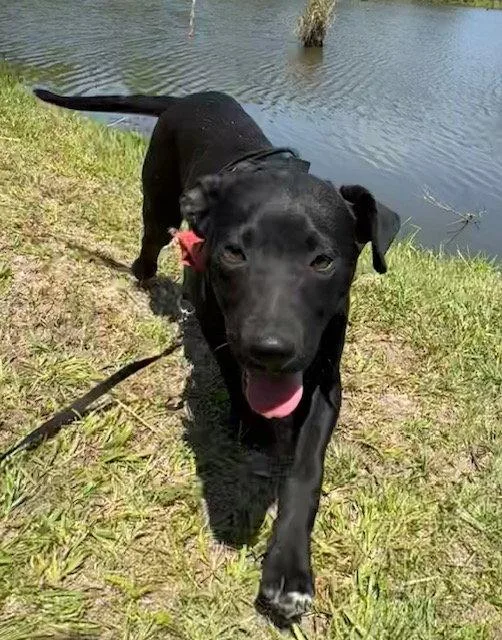 A young large-sized male Labrador Retriever dog named Mack for adoption in Tarrytown, GA