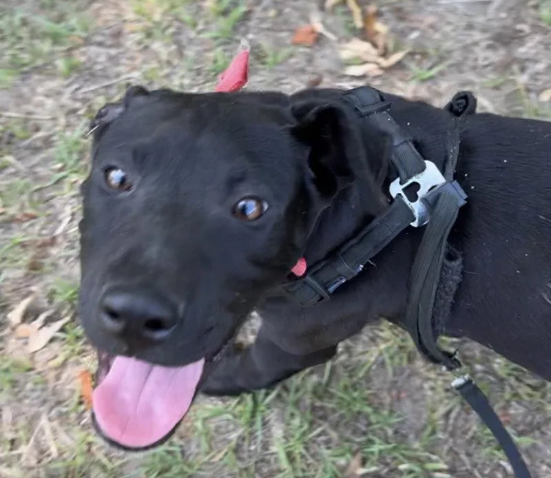 Mack thumbnail 2