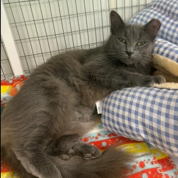 A young medium-sized female Gray / Blue / Silver Domestic Medium Hair cat named Ariel for adoption in Waynesville, NC