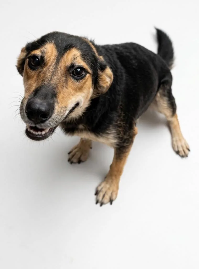 A young medium-sized female Shepherd dog named Addy for adoption in Hudson, NY
