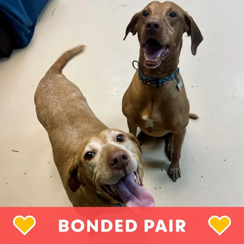 An adult medium-sized male Vizsla dog named Todd & Piper for adoption in State College, PA