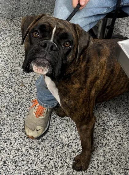 An adult large-sized female Boxer dog named Piper for adoption in West Chester, PA