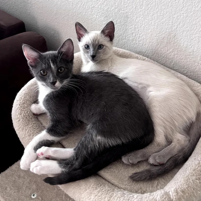 A baby small-sized female Gray / Blue / Silver Domestic Short Hair cat named Maya for adoption in Las Vegas, NV