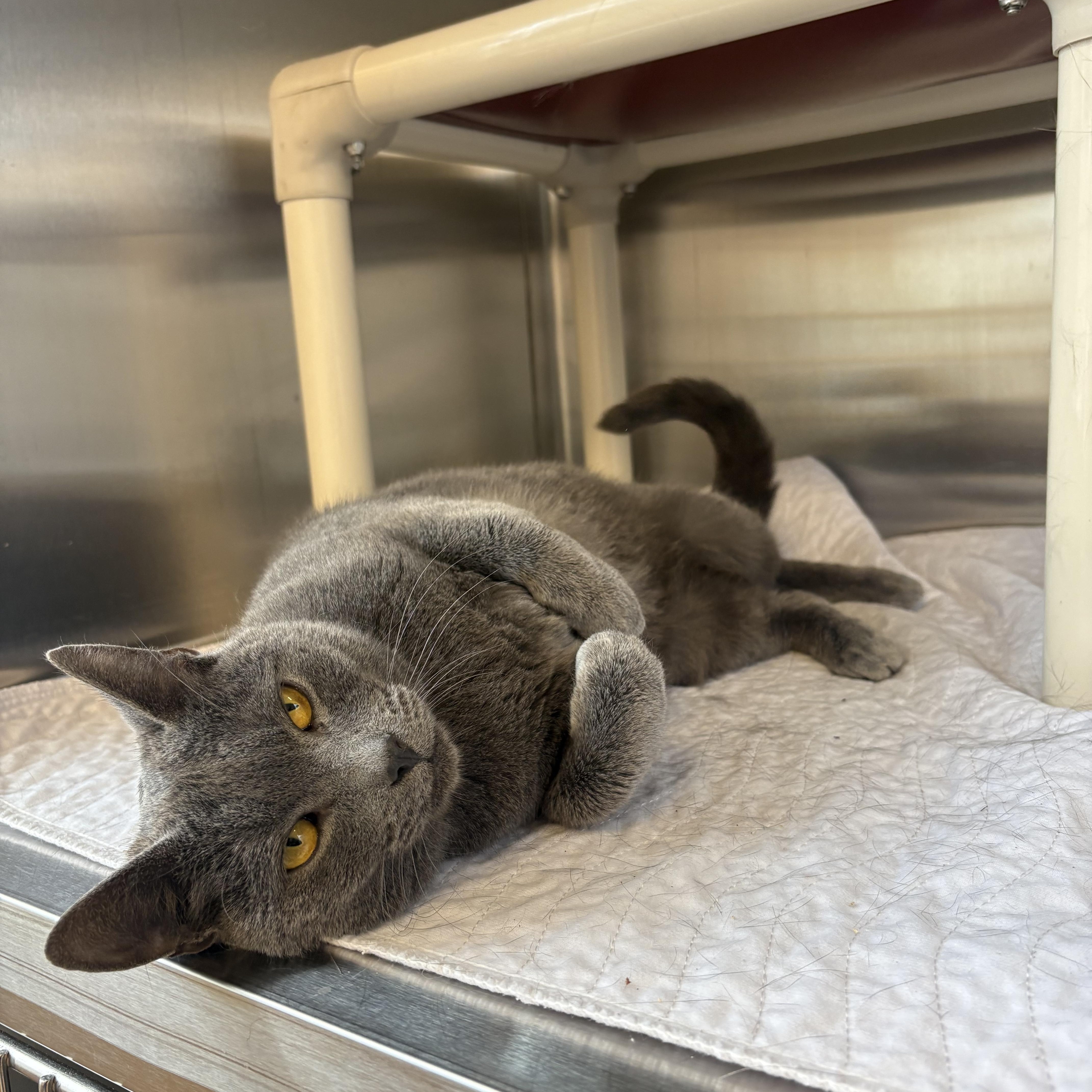 A young medium-sized male Gray / Blue / Silver Domestic Short Hair cat named Goose for adoption in North Providence, RI