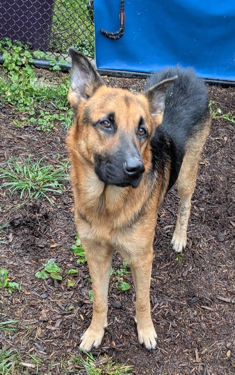 An adult medium-sized male German Shepherd Dog dog named Ryan for adoption in Baltimore, MD