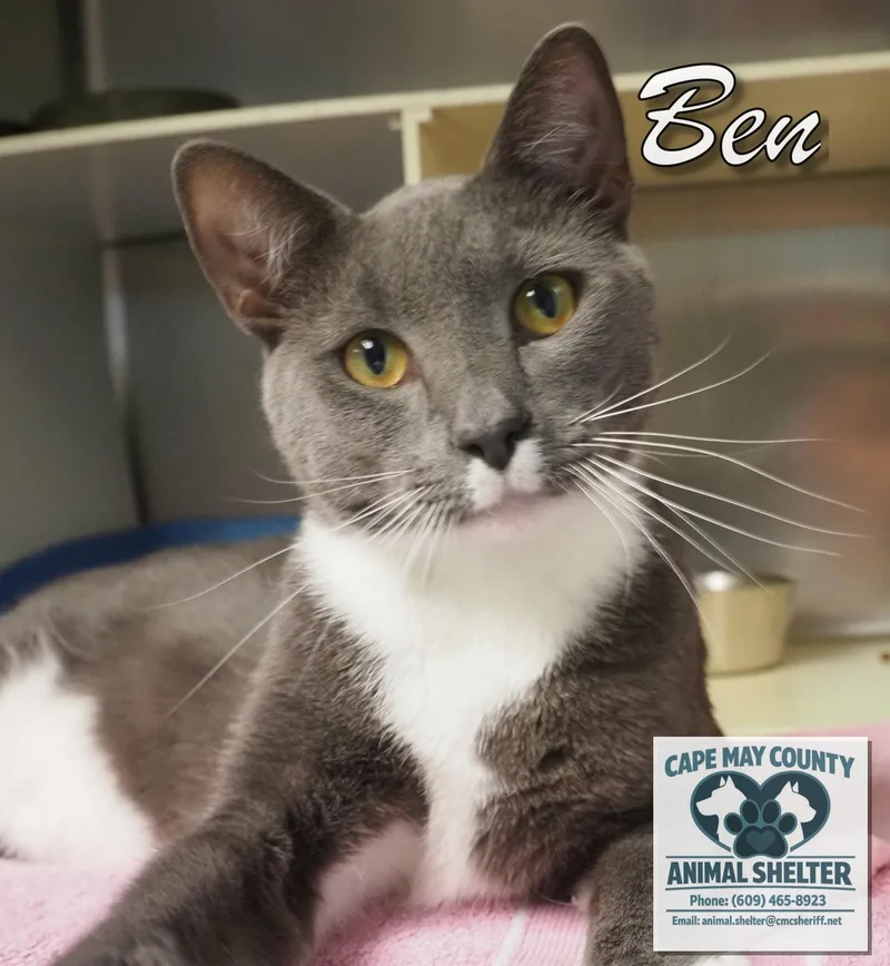 A young medium-sized male Domestic Short Hair cat named Ben for adoption in Cape May Court House, NJ