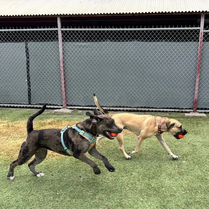 An adult large-sized male German Shepherd Dog dog named Rhino for adoption in Henderson, NV