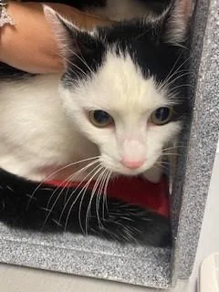 A young small-sized female Domestic Short Hair cat named Wednesday for adoption in Saint Cloud, FL