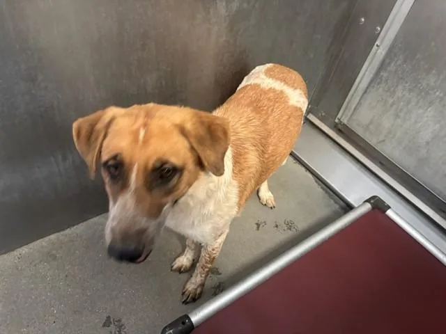 A young large-sized female Anatolian Shepherd dog named Daisy for adoption in Lancaster, CA