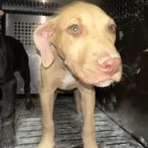 A baby medium-sized female Yellow / Tan / Blond / Fawn Pit Bull Terrier dog named Nicolette for adoption in Austin, TX