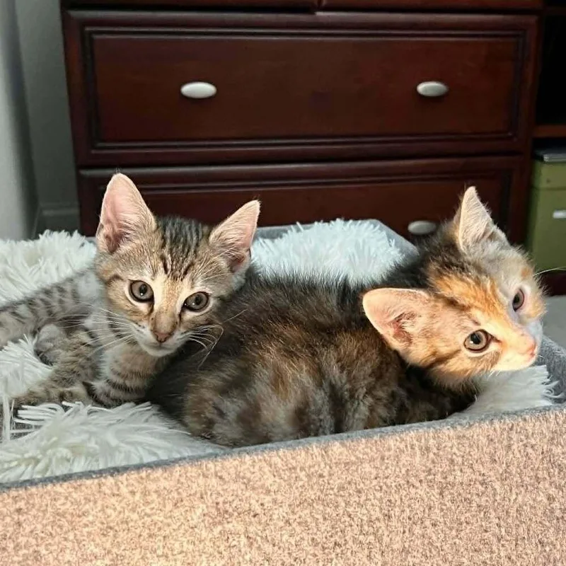 A baby medium-sized male Domestic Short Hair cat named Carnitas for adoption in Candler, NC