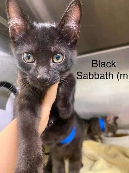 A baby small-sized male Domestic Short Hair cat named Black Sabbath for adoption in Hobart, IN