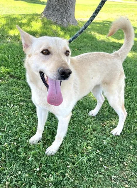 An adult medium-sized female German Shepherd Dog dog named Sunflower for adoption in Albuquerque, NM