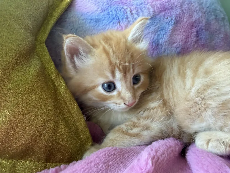 A baby small-sized female Orange & White Maine Coon cat named Lola for adoption in Cincinnati, OH