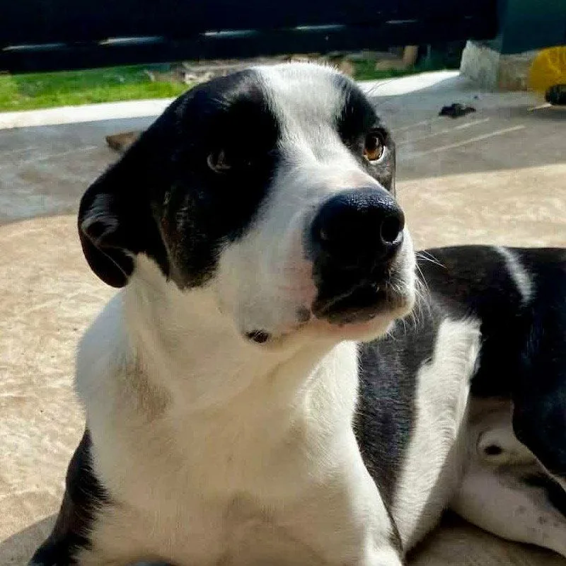 An adult medium-sized male Terrier dog named Will for adoption in Bloomfield, CT