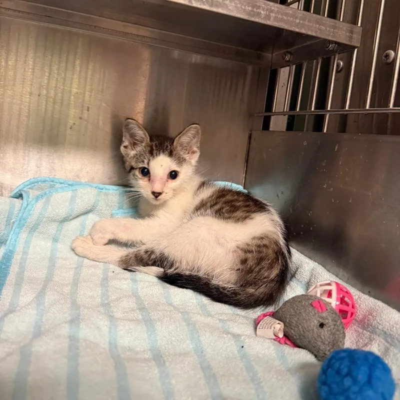 A baby small-sized male Brown / Chocolate Domestic Short Hair cat named Trucker for adoption in Richmond, IN