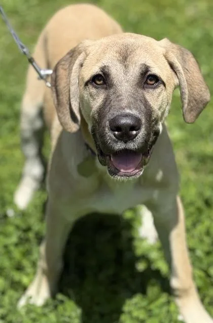A baby large-sized female Anatolian Shepherd dog named Luna for adoption in Malvern, PA